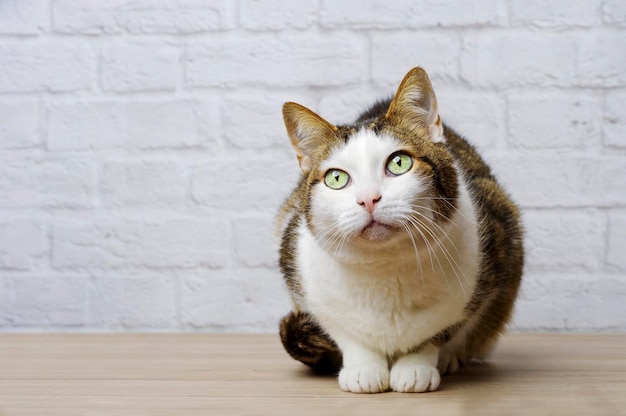 Close-up van een kat die wegkijkt terwijl ze op tafel tegen de muur zit