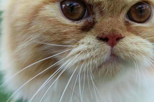 Foto close-up van een kat die wegkijkt