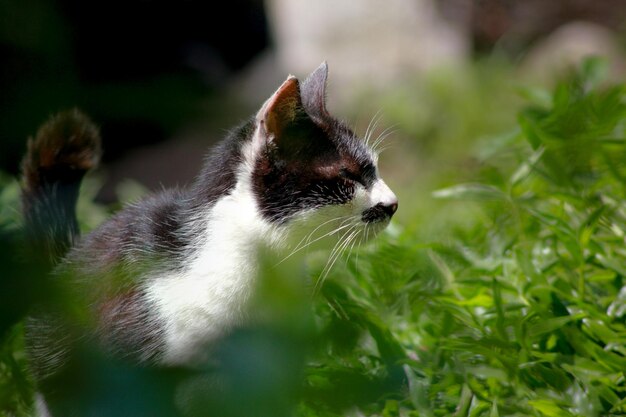 Close-up van een kat die wegkijkt