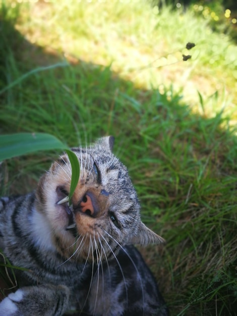 Close-up van een kat die wegkijkt