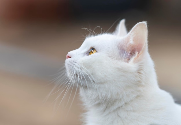 Foto close-up van een kat die wegkijkt