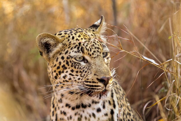 Foto close-up van een kat die wegkijkt