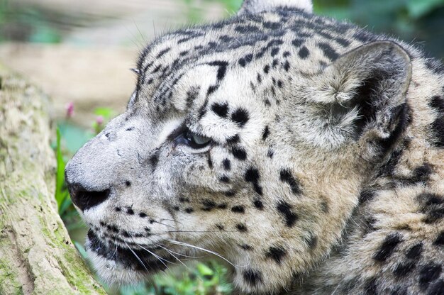 Foto close-up van een kat die wegkijkt