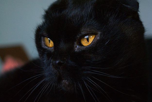 Foto close-up van een kat die wegkijkt