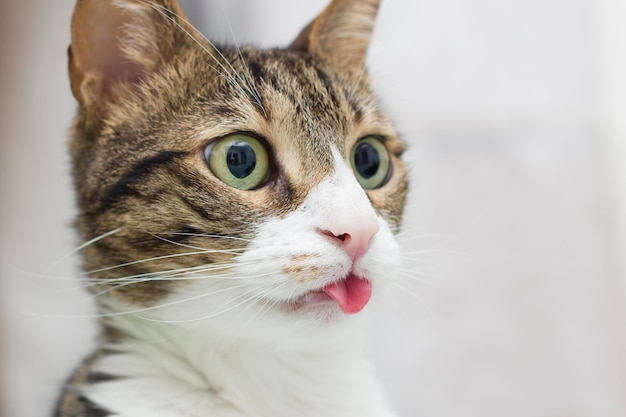 Close-up van een kat die wegkijkt