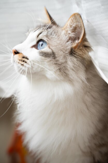 Close-up van een kat die wegkijkt