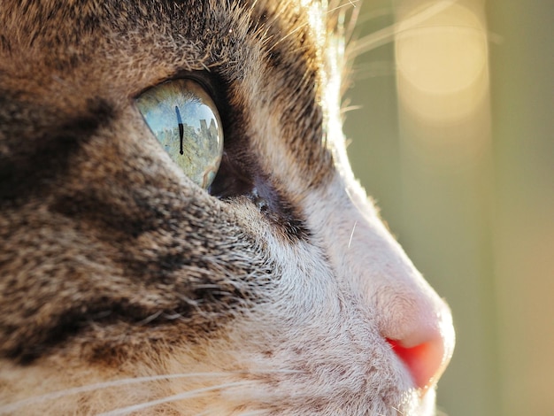 Foto close-up van een kat die wegkijkt