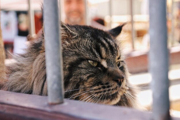 Foto close-up van een kat die wegkijkt