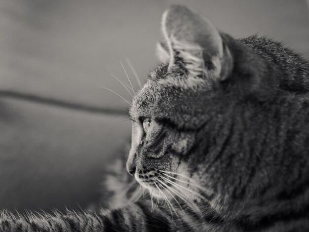 Foto close-up van een kat die wegkijkt