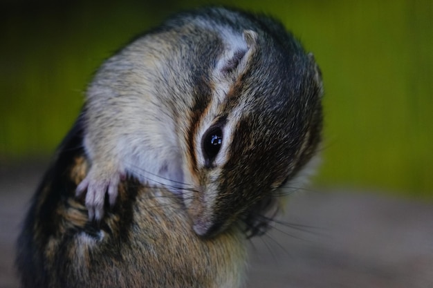 Foto close-up van een kat die wegkijkt