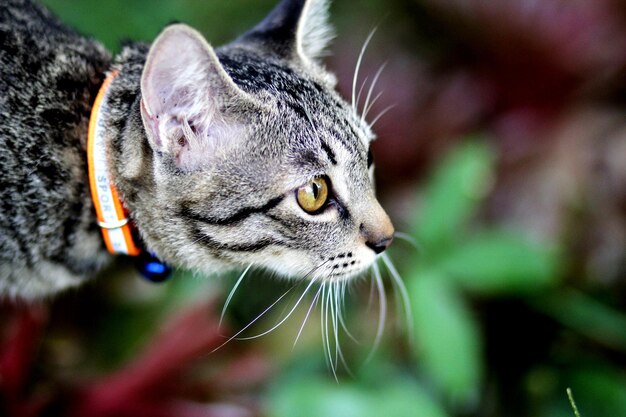 Foto close-up van een kat die wegkijkt