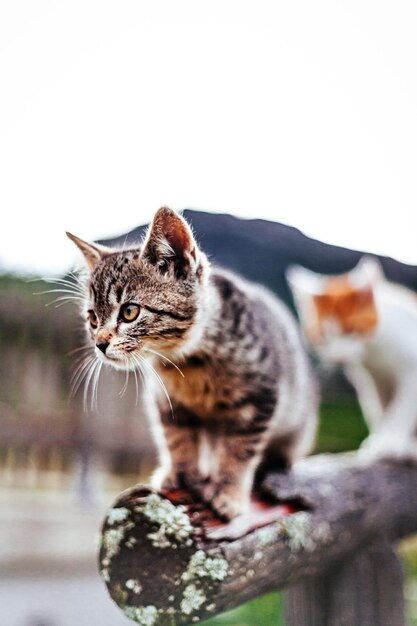 Foto close-up van een kat die wegkijkt