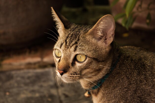 Foto close-up van een kat die wegkijkt