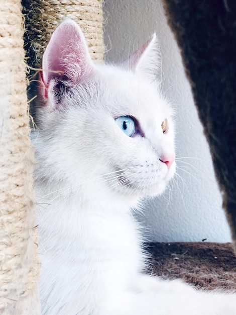 Foto close-up van een kat die wegkijkt