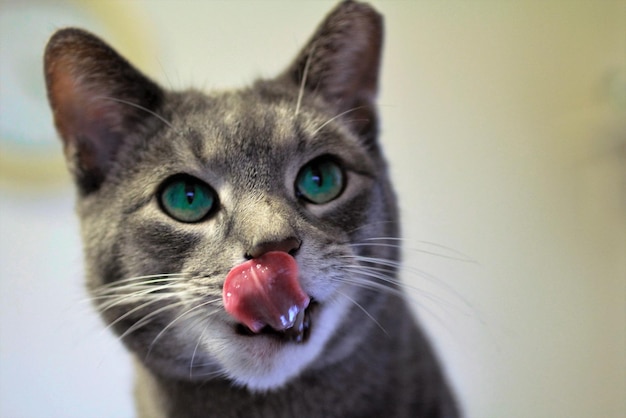 Close-up van een kat die zijn tong uitsteekt en wegkijkt