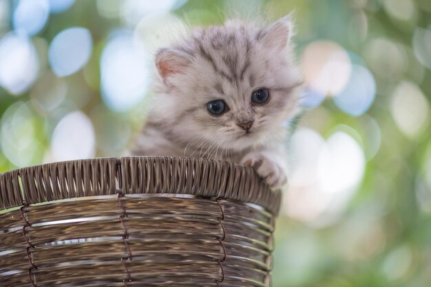 Foto close-up van een kat in een mand