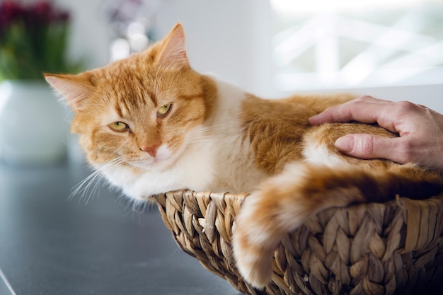 Close-up van een kat in een mand