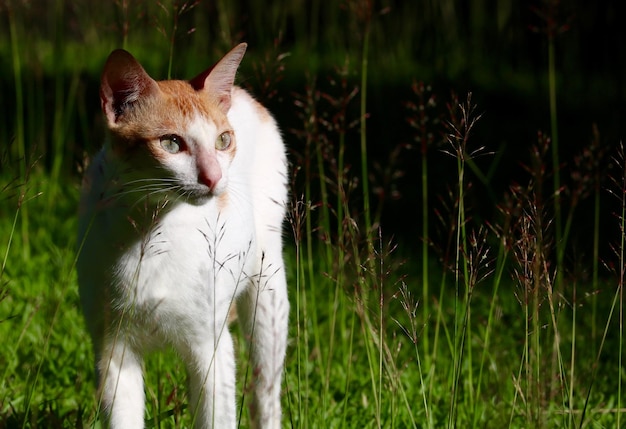 Close-up van een kat in het gras