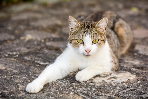 Close-up van een kat op de vloer