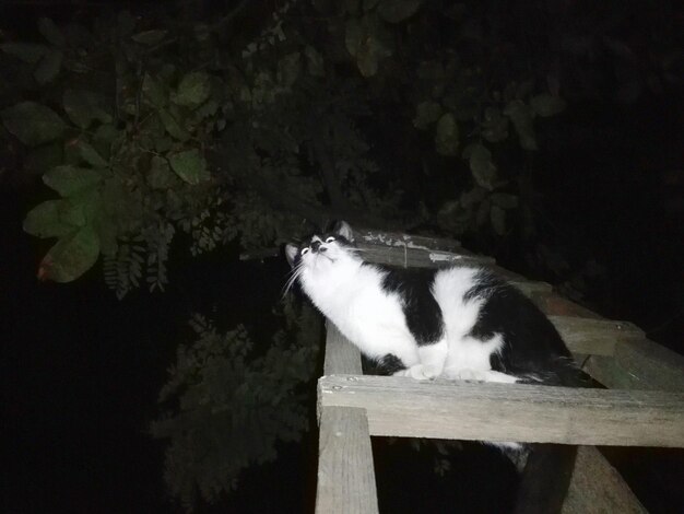 Foto close-up van een kat op een boom's nachts