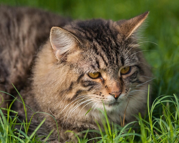 Close-up van een kat op een grasveld