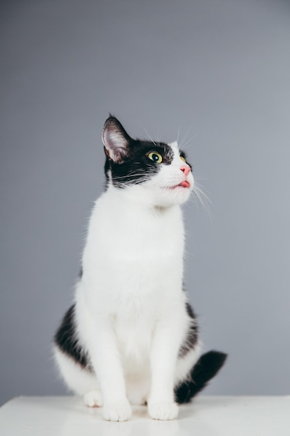 Close-up van een kat op een kubus tegen een grijze achtergrond