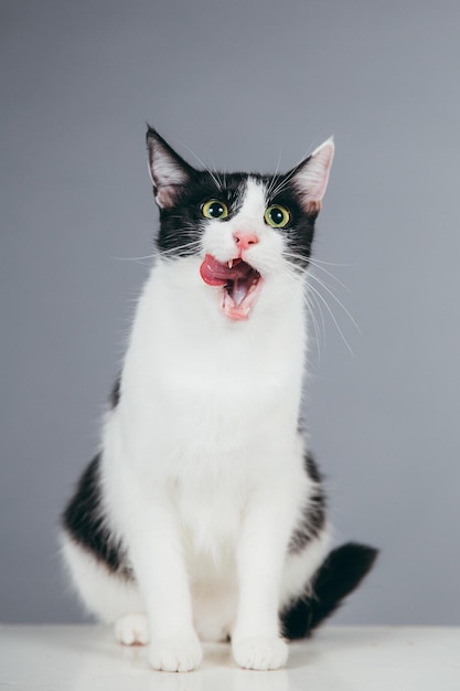Close-up van een kat op een kubus tegen een grijze achtergrond