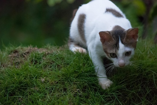 Close-up van een kat op het gras
