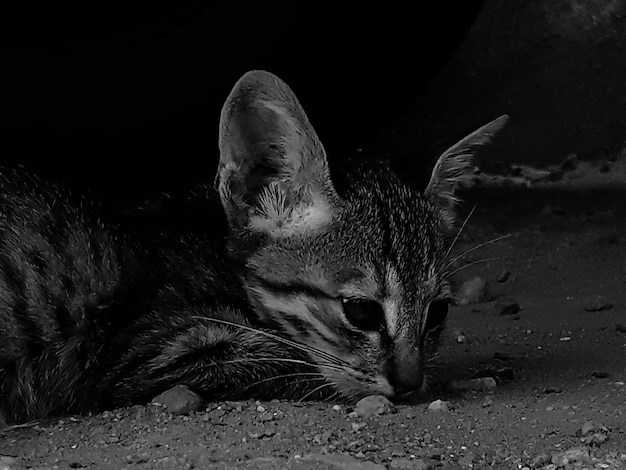 Close-up van een kat op het veld's nachts