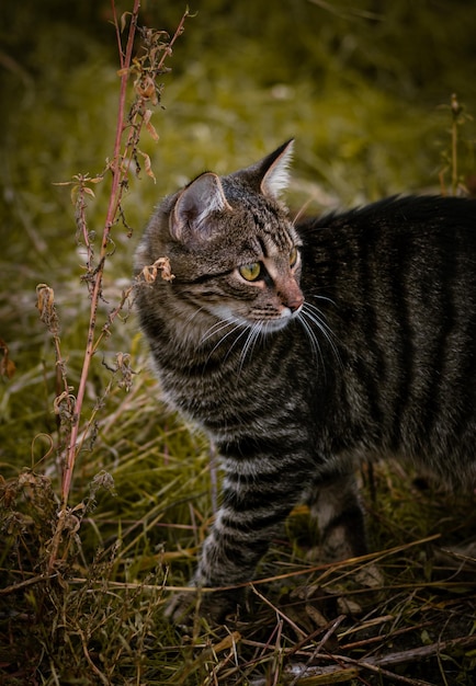 Foto close-up van een kat op het veld