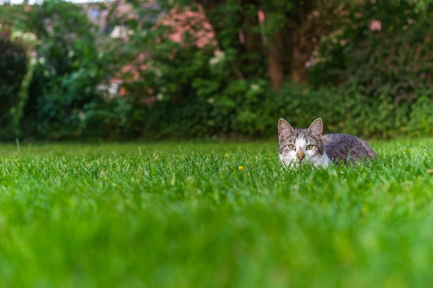 Close-up van een kat op het veld