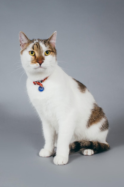 Close-up van een kat tegen een grijze achtergrond