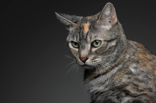 Close-up van een kat tegen een grijze achtergrond