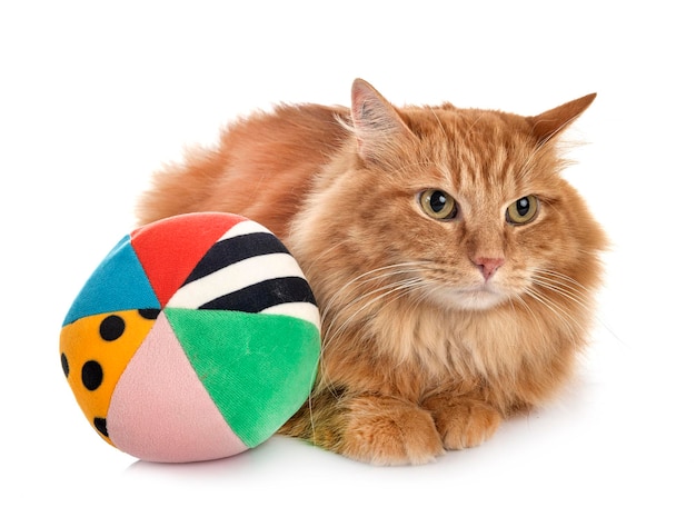 Close-up van een kat tegen een witte achtergrond