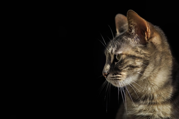 Close-up van een kat tegen een zwarte achtergrond