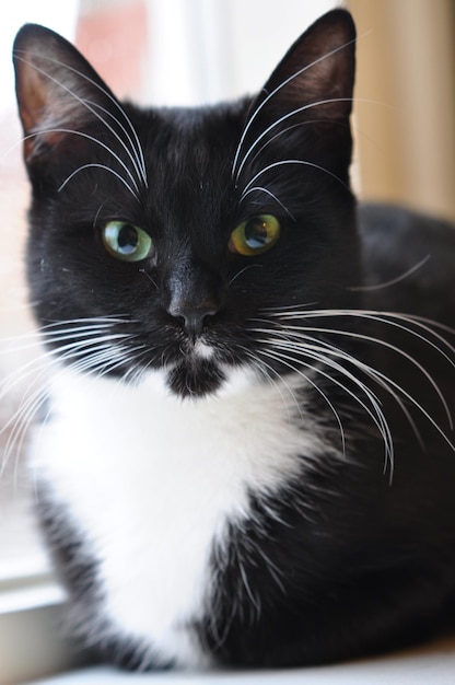 Close-up van een kat thuis