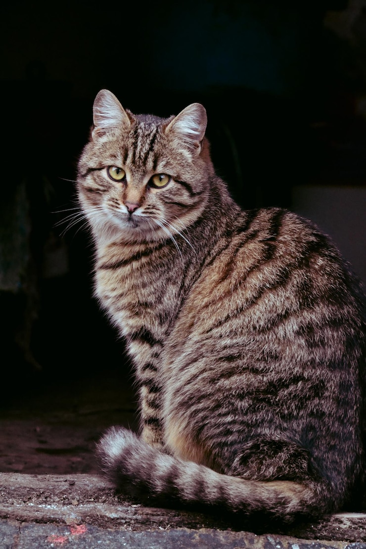 Foto close-up van een kat