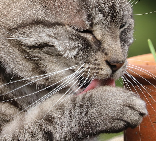 Foto close-up van een kat