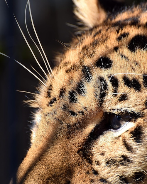 Close-up van een kat