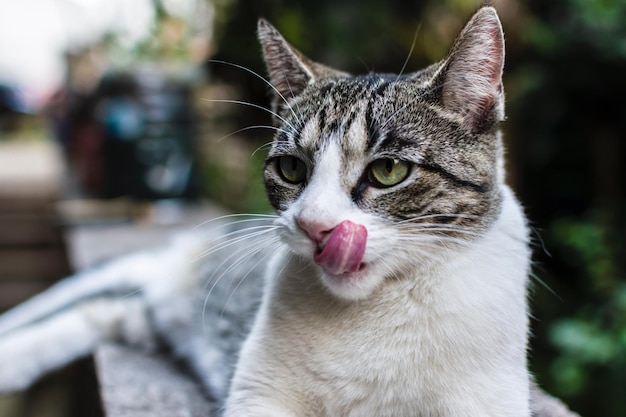 Close-up van een kat