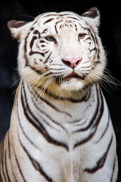 Foto close-up van een kat