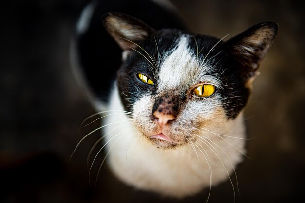 Close-up van een kat