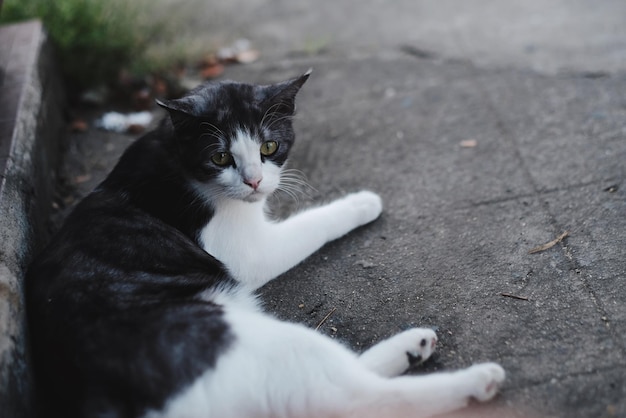 Foto close-up van een kat