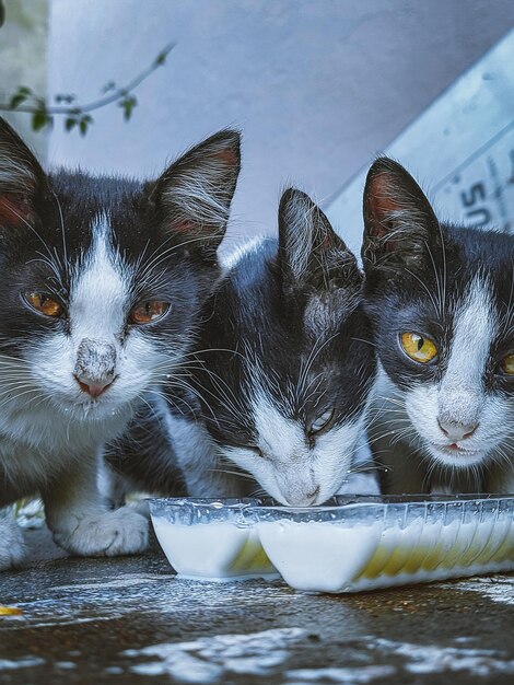 Foto close-up van een kat