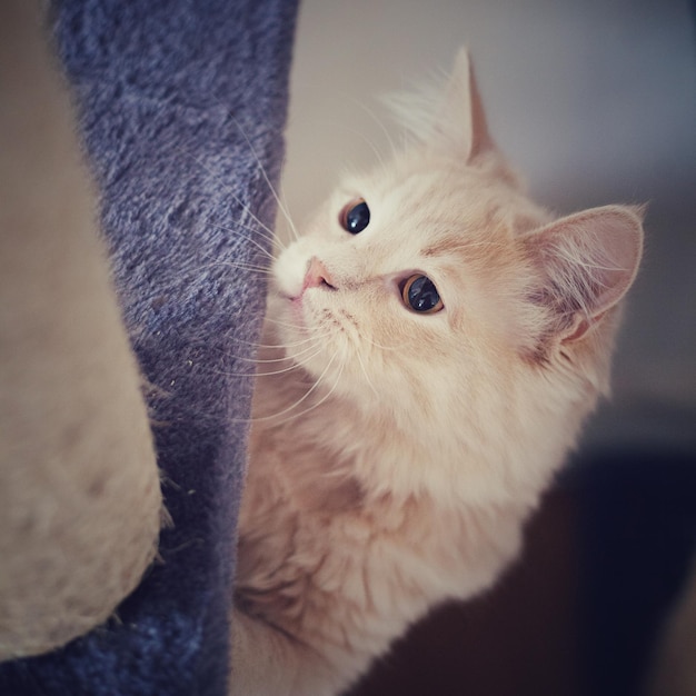 Close-up van een kat