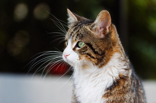 Foto close-up van een kat