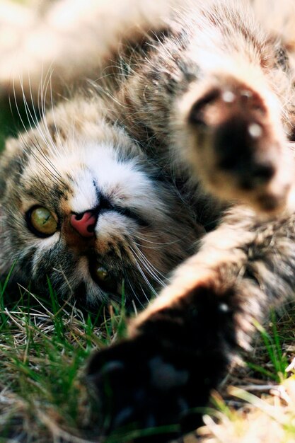 Foto close-up van een kat