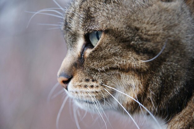 Foto close-up van een kat