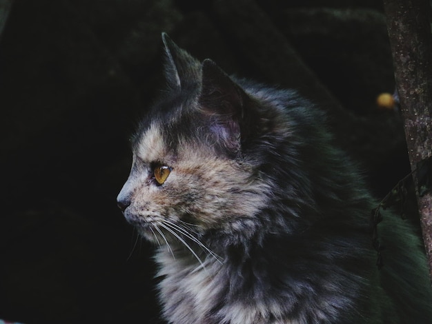 Close-up van een kat