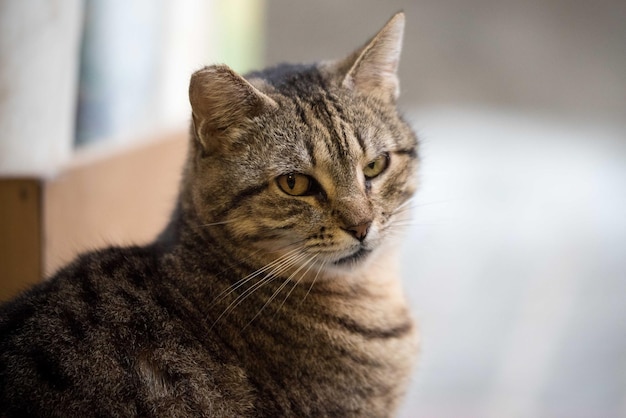Close-up van een kat